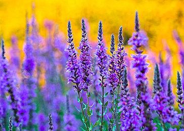 3DM速报：赛博朋克2077次世代年内难了 PSN国服限制未成年游戏